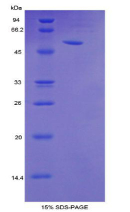 Recombinant Trefoil Factor 3 (TFF3)