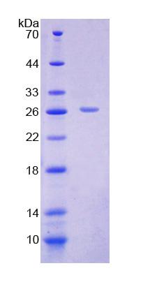 Recombinant Solute Carrier Family 25 Member 20 (SLC25A20)