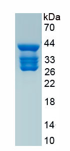 Recombinant Golgi Phosphoprotein 2 (GOLPH2)