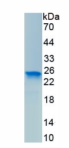 Recombinant Golgi Phosphoprotein 2 (GOLPH2)