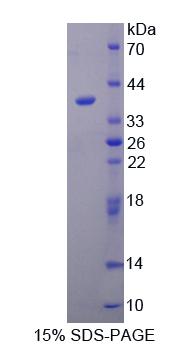 Recombinant TATA Box Binding Protein Associated Factor 2 (TAF2)