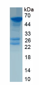 Recombinant Permeability Glycoprotein (Pgp)