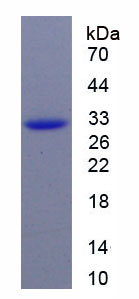 Recombinant Permeability Glycoprotein (Pgp)