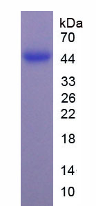 Recombinant Myogenic Differentiation (MyoD)