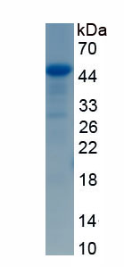 Recombinant Myogenic Differentiation (MyoD)