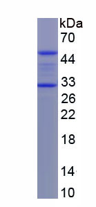 Recombinant Myogenic Differentiation (MyoD)