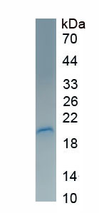 Recombinant Vascular Endothelial Growth Factor 165 (VEGF165)