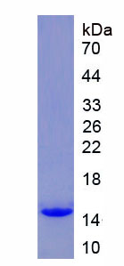 Recombinant Glycophorin A (GYPA)