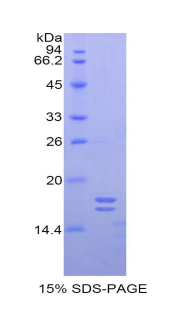 Recombinant Glycocalicin (GC)