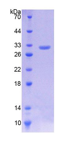 Recombinant Kruppel Like Factor 5, Intestinal (KLF5)