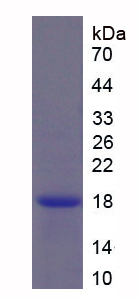 Recombinant B And T-Lymphocyte Attenuator (BTLA)