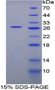 Recombinant Cluster of Differentiation 244 (CD244)