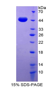 RPB728Hu02.jpg