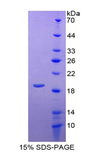 Recombinant Bone Morphogenetic Protein 9 (BMP9)