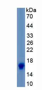 Recombinant Bone Morphogenetic Protein 9 (BMP9)