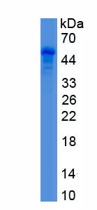 Recombinant Oncoprotein Induced Transcript 3 (OIT3)