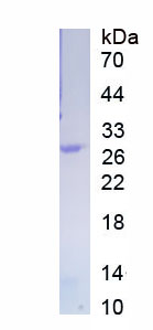 Recombinant Caspase 4 (CASP4)