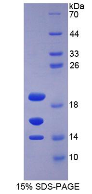 Recombinant Signal Transducer And Activator Of Transcription 3 (STAT3)