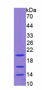 Recombinant Signal Transducer And Activator Of Transcription 3 (STAT3)