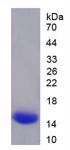 Recombinant Tumor Necrosis Factor Ligand Superfamily, Member 13 (TNFSF13)