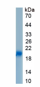 Recombinant Tumor Necrosis Factor Ligand Superfamily, Member 13 (TNFSF13)