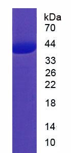 Recombinant Major Histocompatibility Complex Class I E (MHCE)