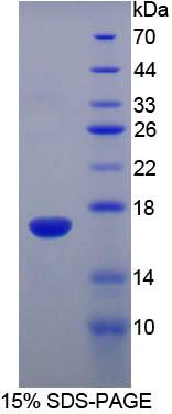 Recombinant Ribonuclease A3 (RNASE3)