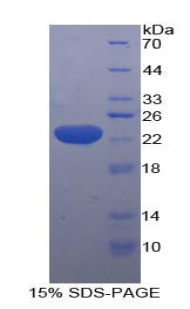 Recombinant Hydroxymethylglutaryl Coenzyme A Synthase (HMGCS)