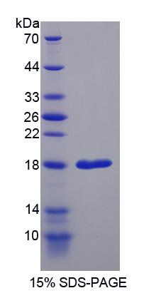 Recombinant Regenerating Islet Derived Protein 1 Alpha (REG1a)