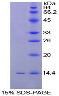 Recombinant Inhibin Beta B (INHbB)