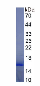 Recombinant Inhibin Beta B (INHbB)