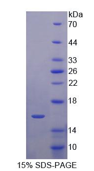 Recombinant Killer Cell Lectin Like Receptor Subfamily K, Member 1 (KLRK1)