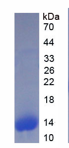 Recombinant S100 Calcium Binding Protein A6 (S100A6)