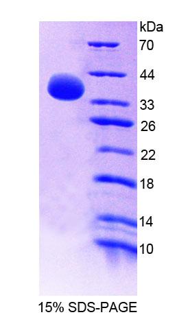 Recombinant Guanylate Binding Protein 4 (GBP4)