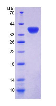 Recombinant Guanylate Binding Protein 4 (GBP4)