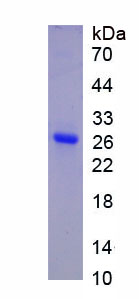 Recombinant Junctional Adhesion Molecule 1 (JAM1)