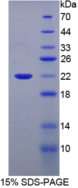 Recombinant Neprilysin (CD10)