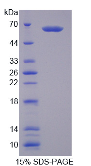 Recombinant Neprilysin (CD10)