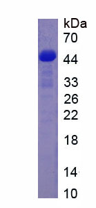 Recombinant Neprilysin (CD10)