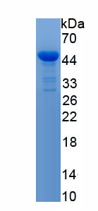 Recombinant Neprilysin (CD10)
