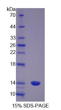 Recombinant S100 Calcium Binding Protein A8 (S100A8)