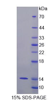 Recombinant S100 Calcium Binding Protein A8 (S100A8)