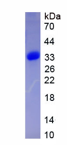 Recombinant Signal Transducer And Activator Of Transcription 2 (STAT2)