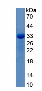 Recombinant Serine/threonine-protein kinase mTOR (mTOR)