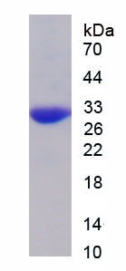 Recombinant Jagged 1 (JAG1)