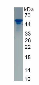 Recombinant Selenoprotein P1, Plasma (SEPP1)