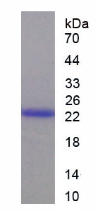 Recombinant Cytokeratin 17 (CK17)