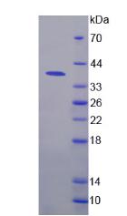 RPB824Hu01.jpg