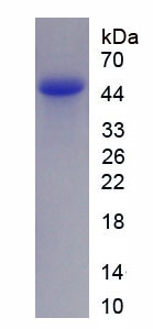 Recombinant Nuclear Factor Kappa B (NFkB)