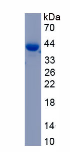 Recombinant Nuclear Factor Kappa B (NFkB)